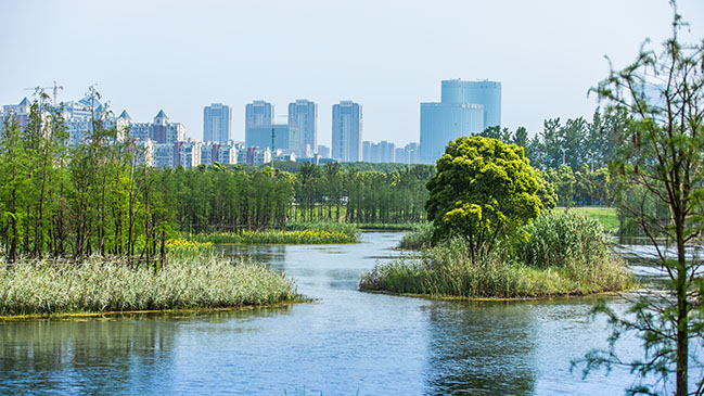 A Floating Forest: Fish Tail Park in Nanchang City by Turenscape
