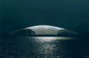 Dorte Mandrup wins competition for New Arctic attraction The Whale